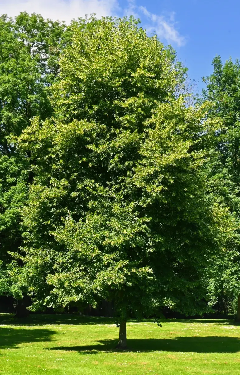 TILIA cordata / Tilleul à petites feuilles - Photo 2