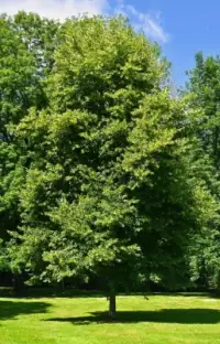 TILIA cordata / Tilleul à petites feuilles - Photo 2