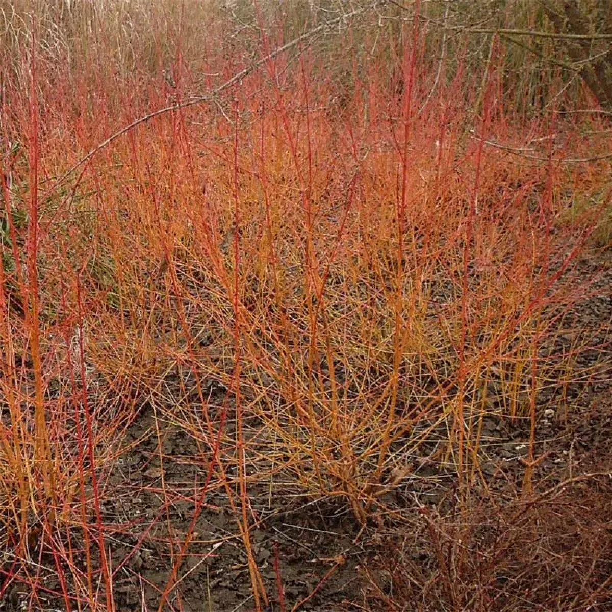 CORNUS sanguinea ‘Winter Flame’ / Cornouiller sanguin 'Magic Flame' - Photo 3