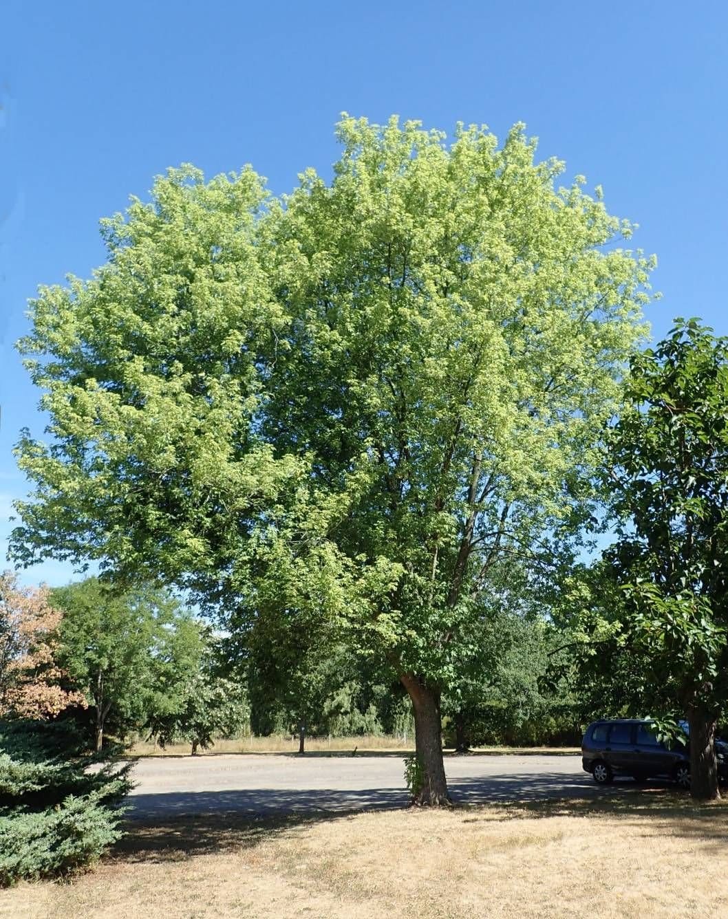 ACER saccharinum ‘Pyramidale’ / Érable argenté 'Pyramidale' - Photo 1