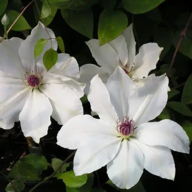 Clématite ‘Snow Queen’ - clematis - Photo 3