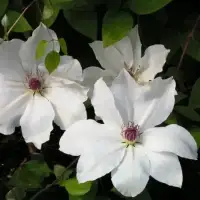 Clématite ‘Snow Queen’ - clematis - Photo 3