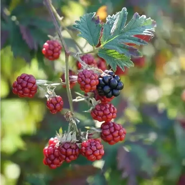 Mûre 'Géante des jardins' - rubus fruticosus