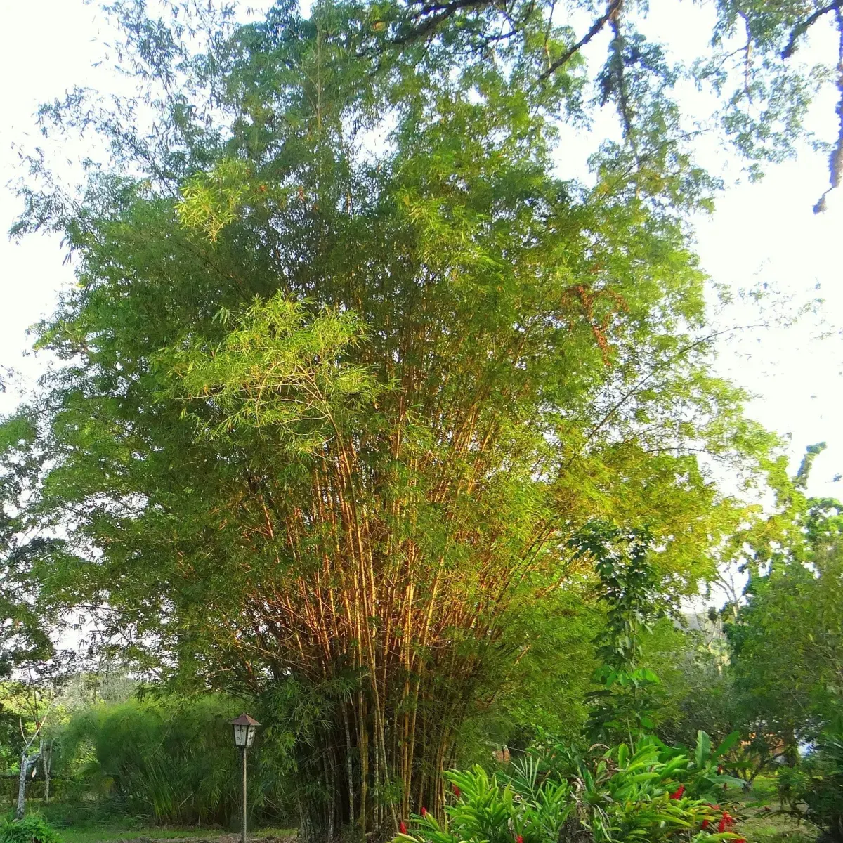 Phyllostachys aurea / Bambou doré - Photo 1