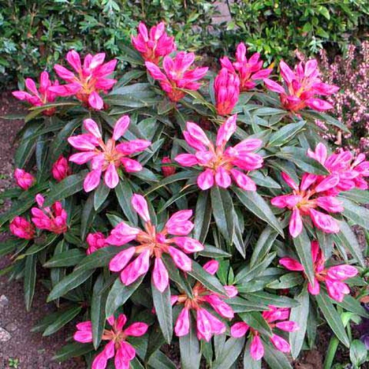 RHODODENDRON 'GRAZIELLA' / Rhododendron 'Graziella' - Photo 1