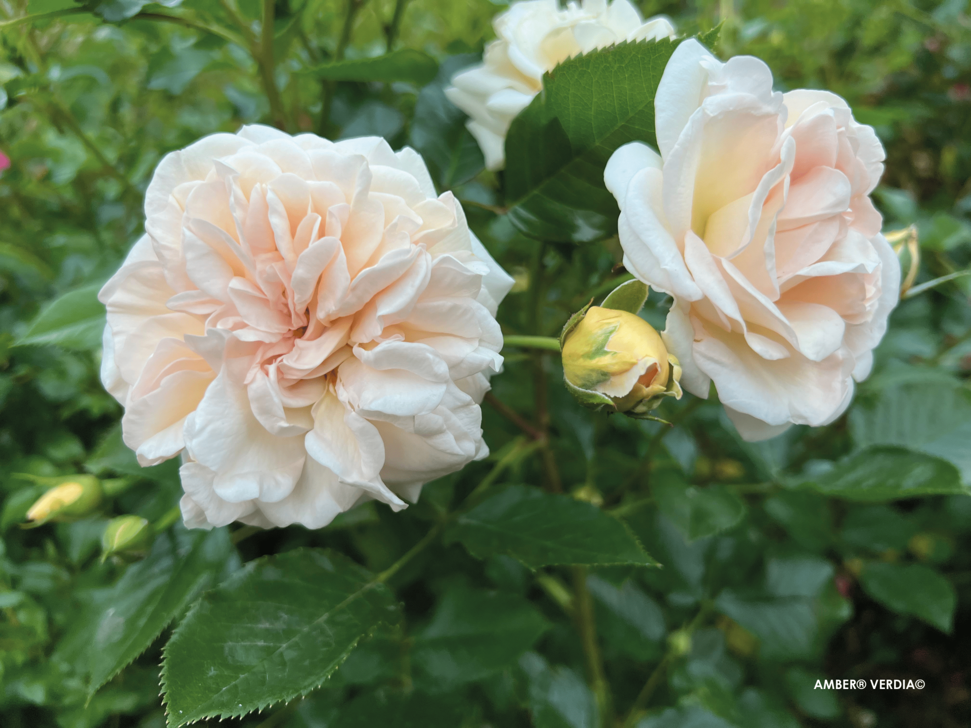 ROSIER buisson 'Amber voluptia' - Photo 2