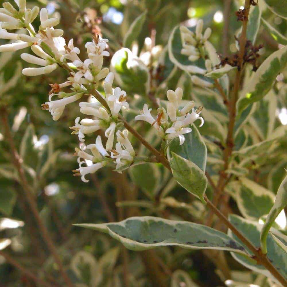 LIGUSTRUM ovalifolium  / Troène de Californie - Photo 3