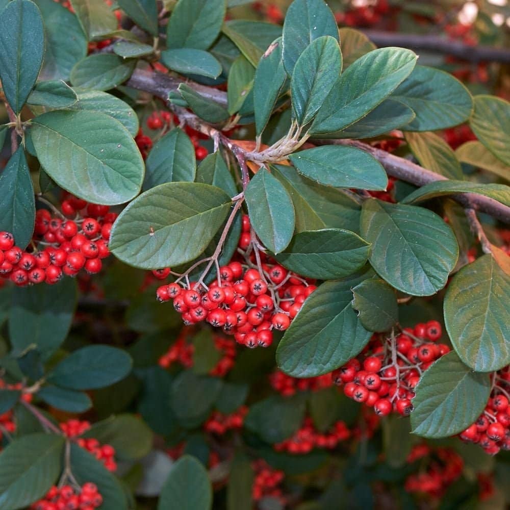 COTONEASTER lacteus / Cotoneaster lacteus - Photo 2