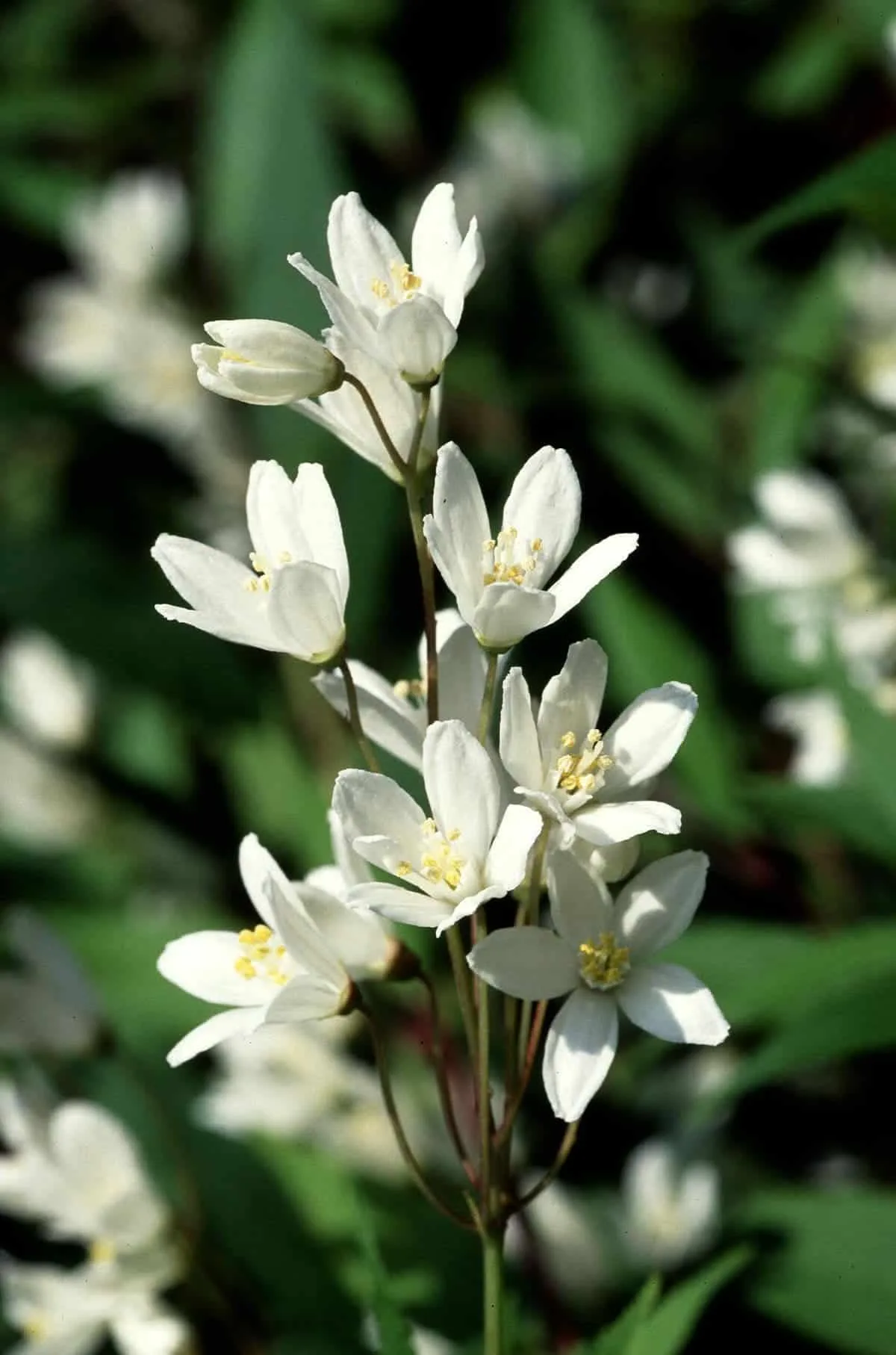 Deutzia gracilis   / Deutzia gracilis