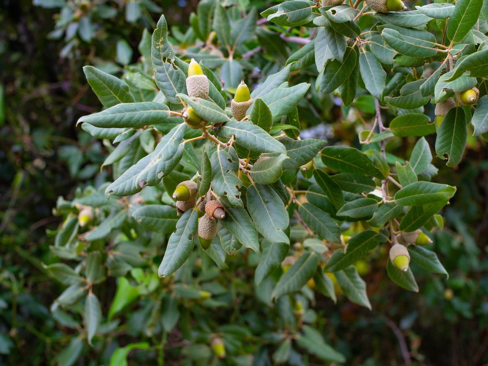 Quercus ilex / Chêne vert, Chêne Yeuse - Photo 1