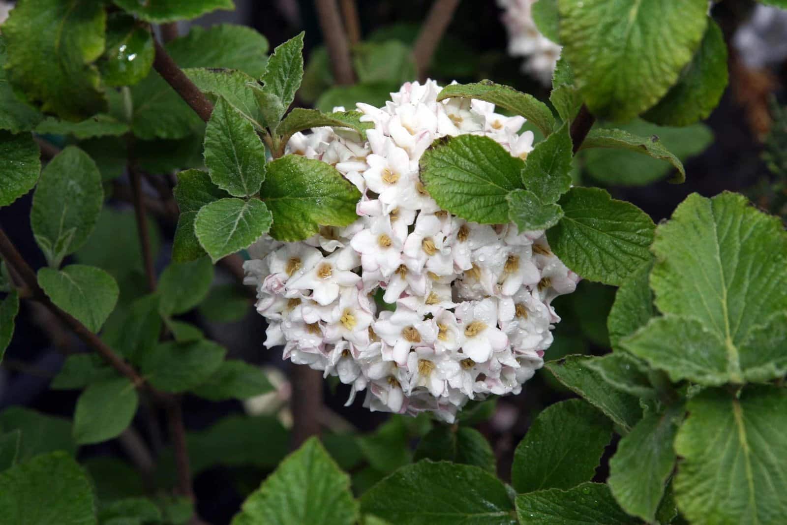 VIBURNUM carlcephalum / Viorne carlcephalum - Photo 1