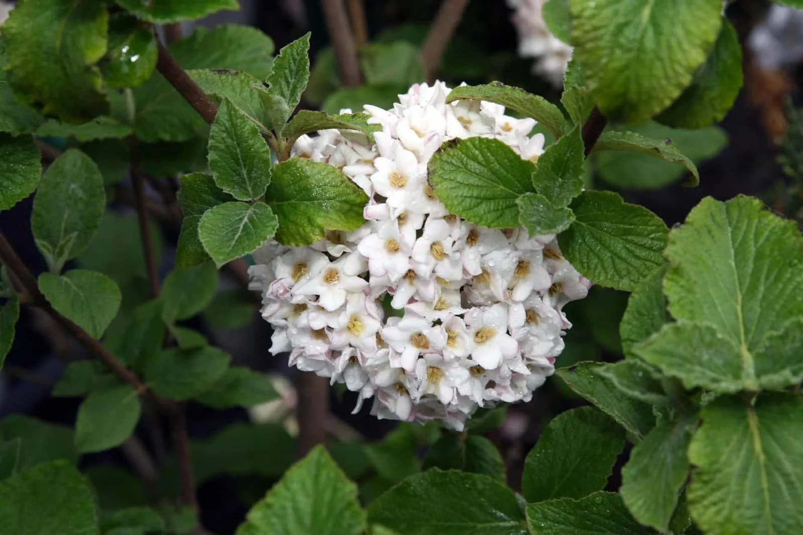 VIBURNUM carlcephalum / Viorne carlcephalum