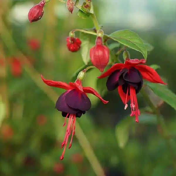 Fuchsia 'Lady Boothby®' - Photo 3