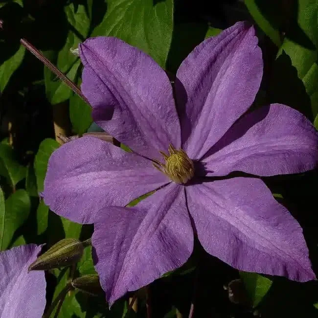 Clématite 'Madame Baron Veillard' - clematis