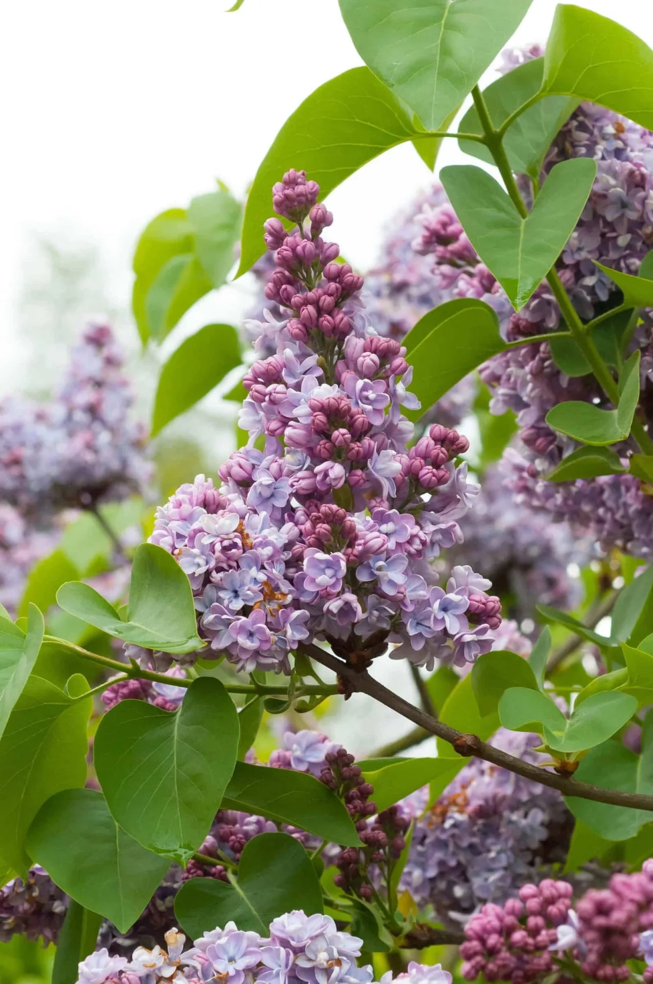 SYRINGA vulgaris  ‘Belle de Nancy’ / Lilas commun 'Belle De Nancy'