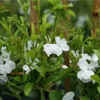 Dentelaire du Cap - plumbago capensis alba - Photo 3