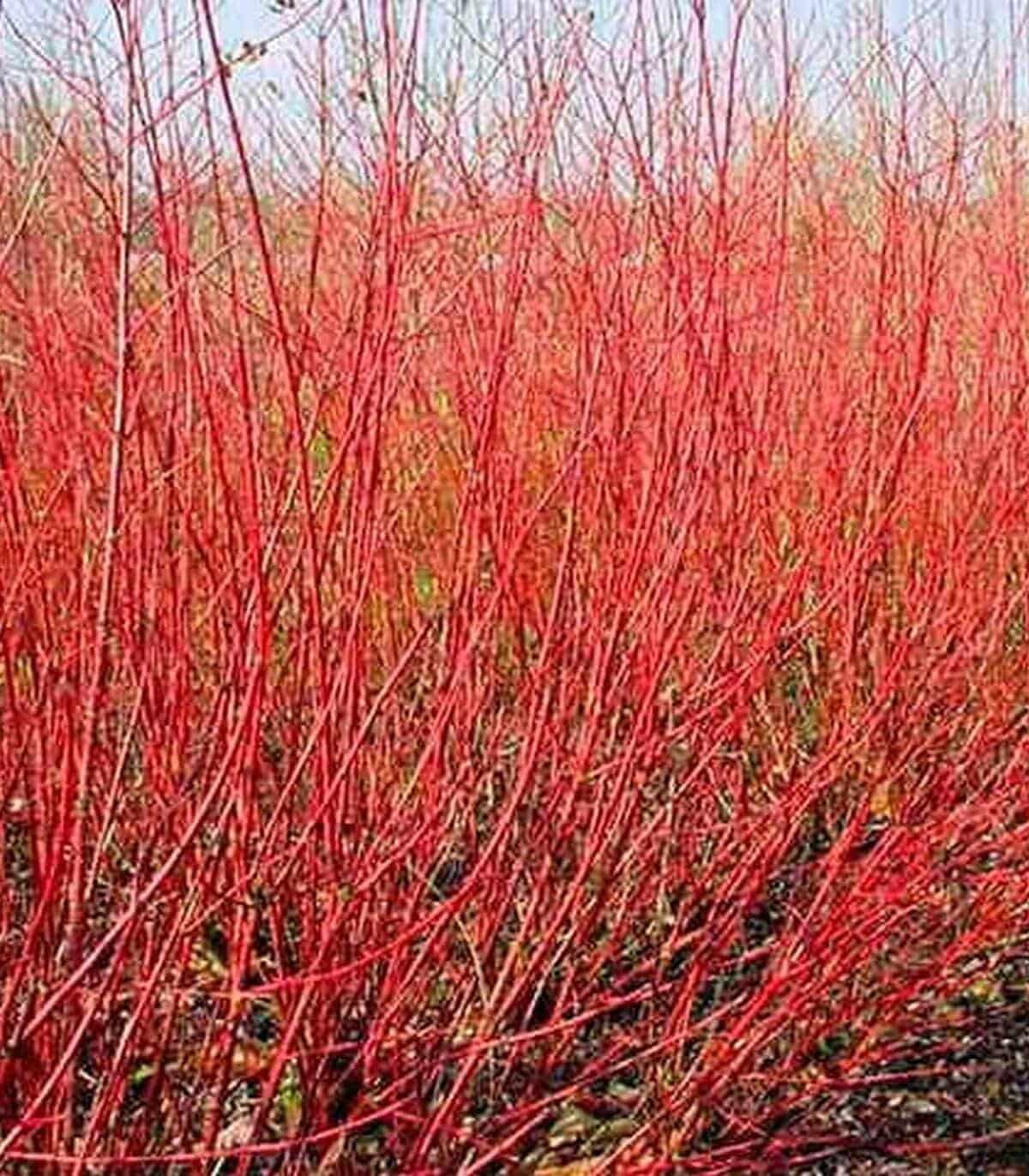 CORNUS alba ‘Sibirica’ / Cornouiller blanc 'Sibirica' - Photo 1