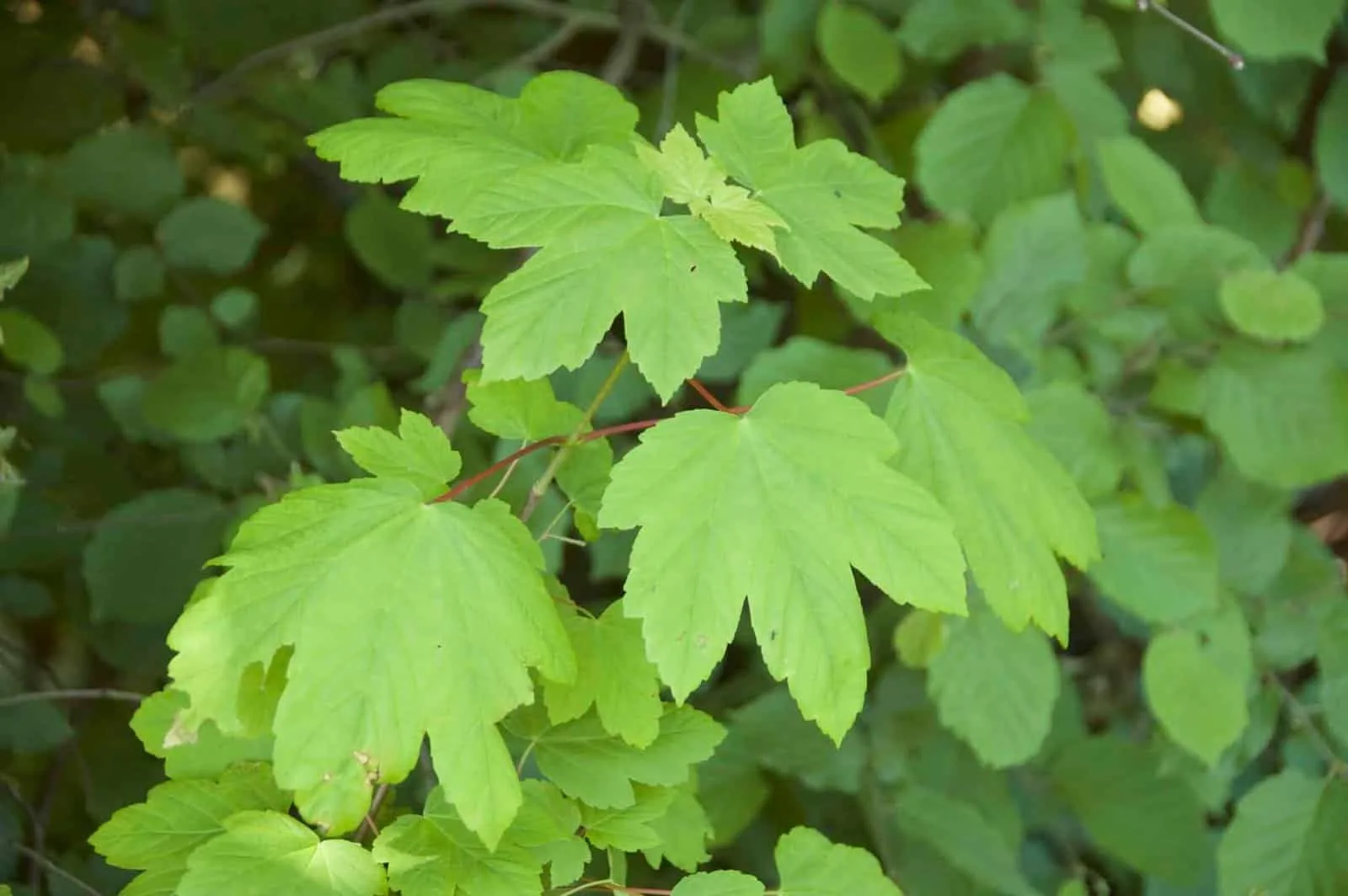 ACER pseudoplatanus  / Érable sycomore