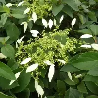 Hortensia grimpant du Japon 'Windmills' - schizophragma - Photo 1