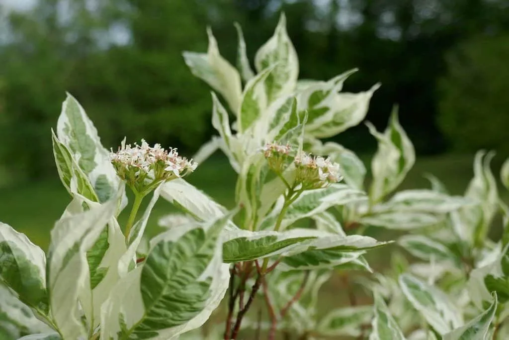 CORNUS alba ‘Elegantissima’ / Cornouiller blanc 'Elegantissima'