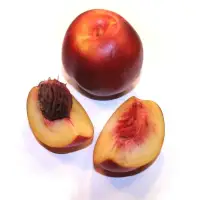 Prunus persica 'Nectarose' / Pecher Nectarose - Photo 1