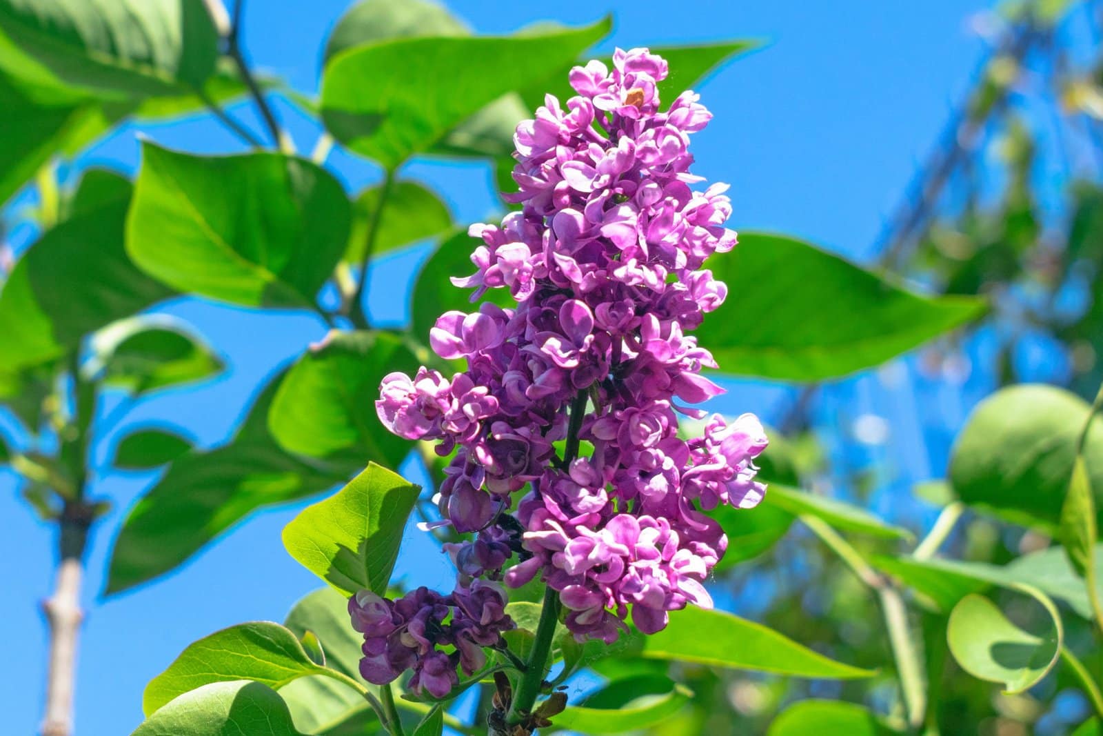 SYRINGA vulgaris ‘Charles Joly’ / Lilas commun 'Charles Joly' - Photo 1
