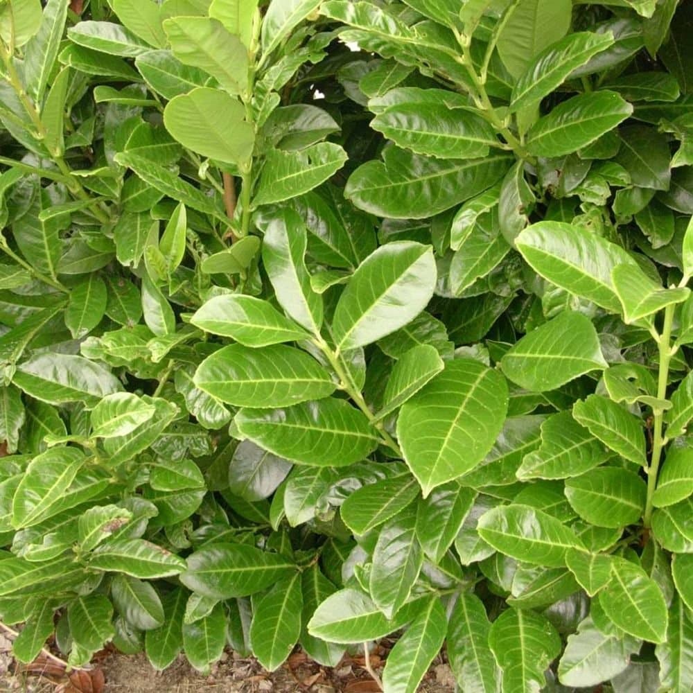 prunus laurocerasus rotundifolia' / Laurier-Cerise 'Rotundifolia' - Photo 3