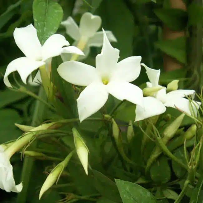 Jasmin blanc officinal - jasminum officinalis - Photo 1