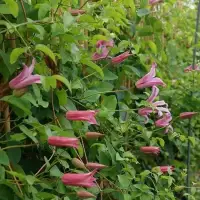 CLEMATIS texensis 'Duchess of Albany' - Clématite 'Duchess of Albany' - Photo 3