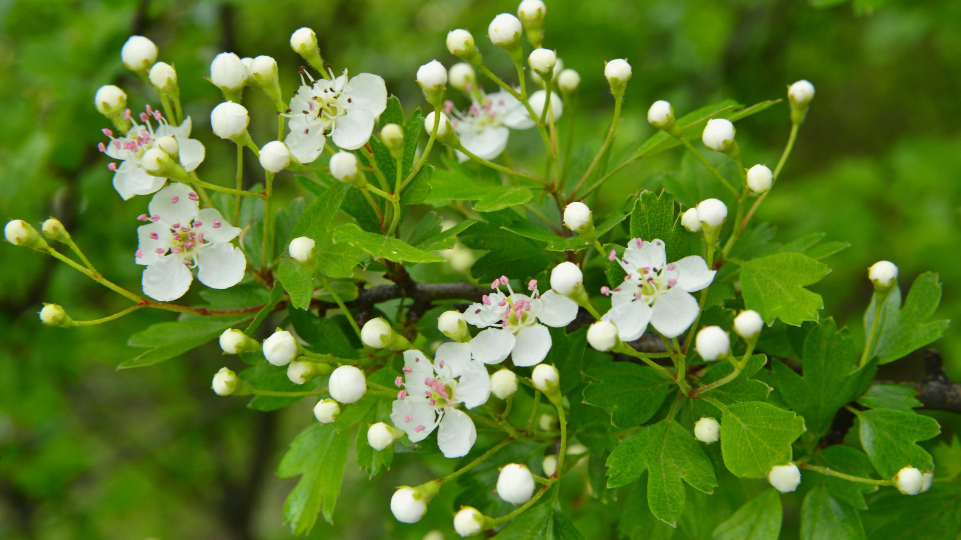 CRATAEGUS monogyna / Aubépine monogyne - Photo 1