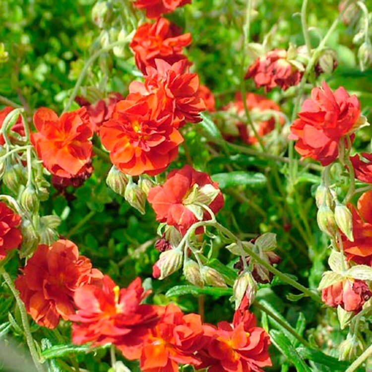 HELIANTHEMUM 'AMABILE PLENUM' / Hélianthème - Photo 2