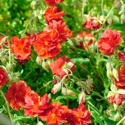 HELIANTHEMUM 'AMABILE PLENUM' / Hélianthème - Photo 2