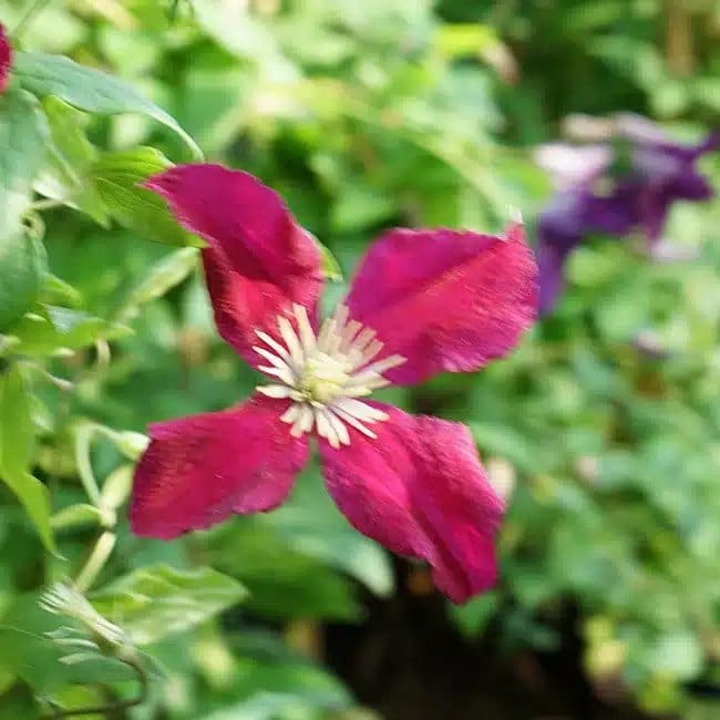 Clématite 'Mme Julia Correvon' - clematis viticella - Photo 4