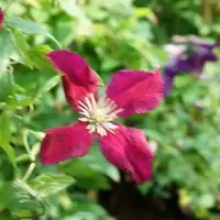 Clématite 'Mme Julia Correvon' - clematis viticella - Photo 4