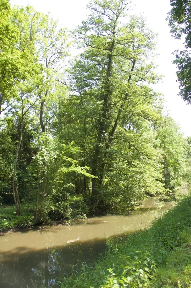 ALNUS glutinosa / Aulne glutineux - Photo 1