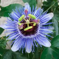 Passiflore 'Purple Haze' - passiflora - Fleur de la passion - Photo 1