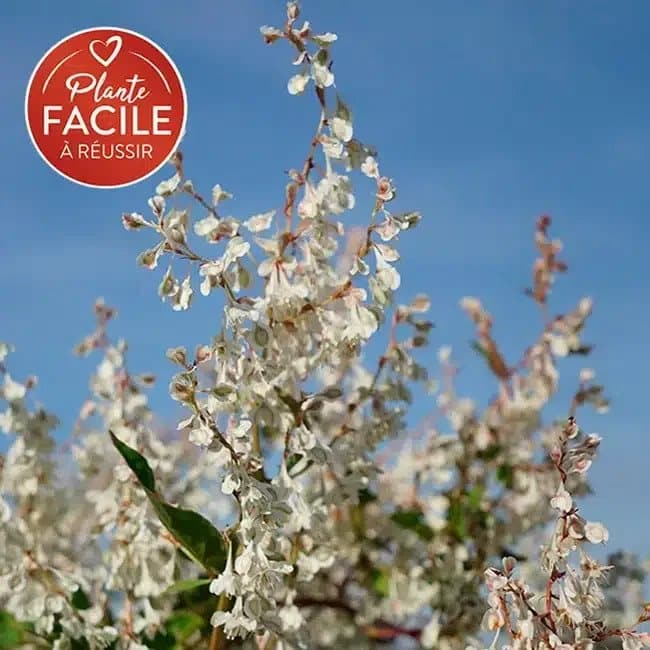 POLYGONUM aubertii / Renouée grimpante - Photo 1