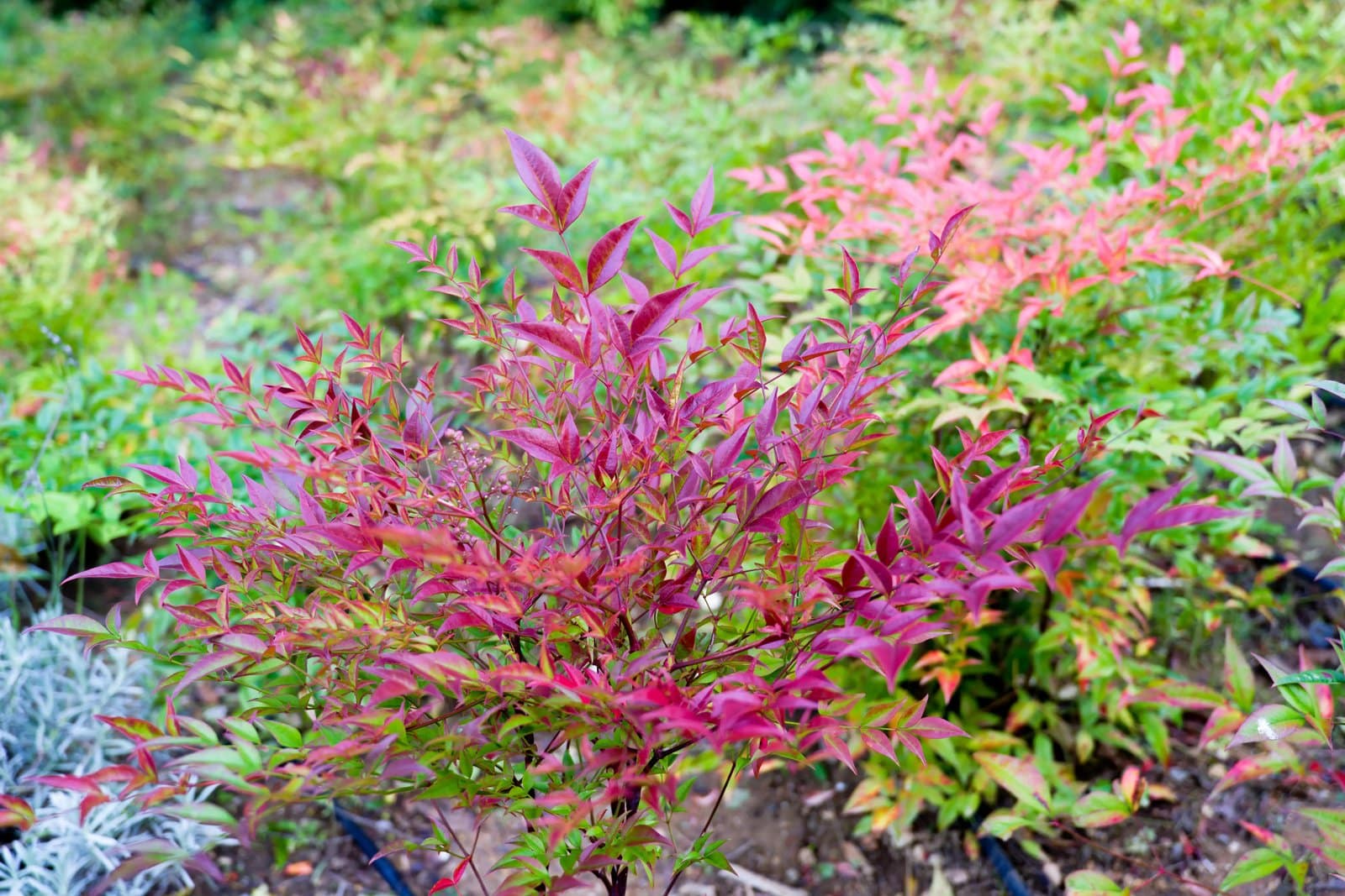 Nandina domestica Gulf Stream / Bambou sacré orange cuivre - Photo 3