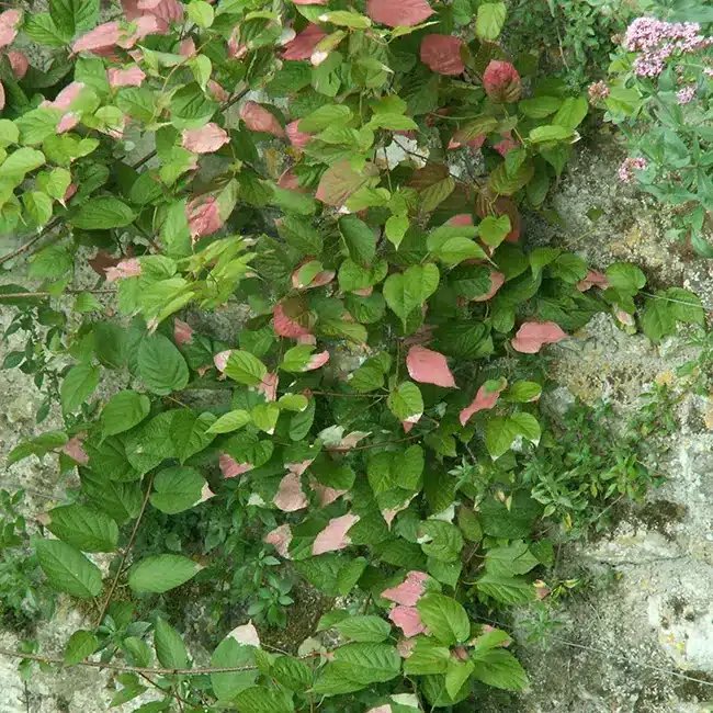 Kiwi arctique - actinidia kolomikta - Photo 2