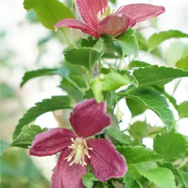 Clématite de Noël 'Lansdowne Gem' - clematis cirrhosa - Photo 3