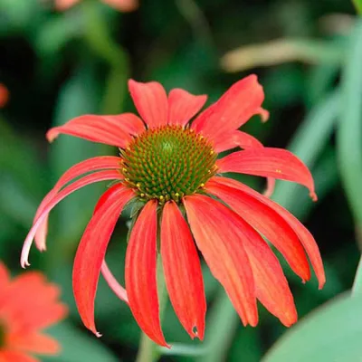 ECHINACEA PURP. 'TOMATO SOUP' / Échinacée pourpre rouge - Photo 1