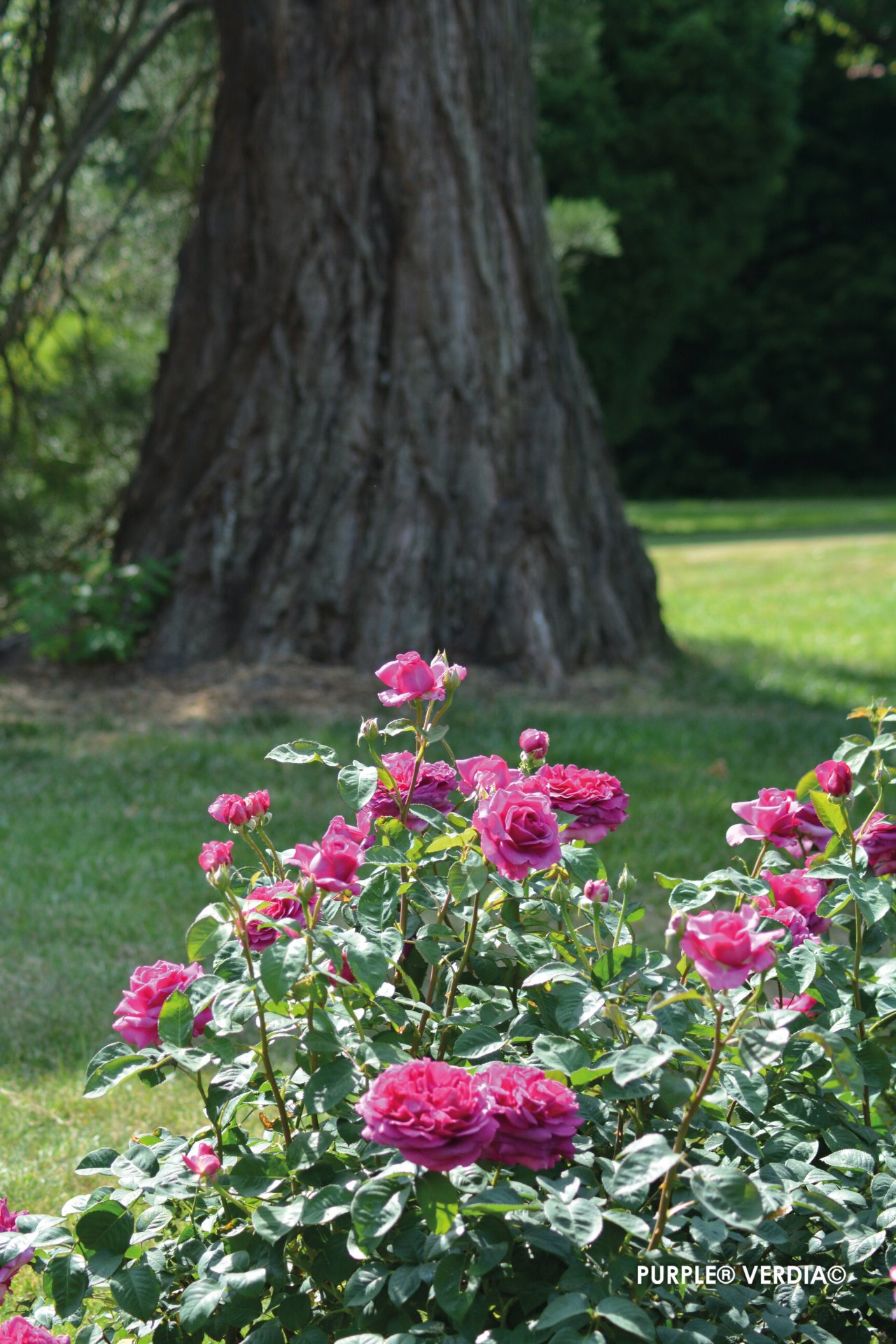 ROSIER buisson 'Purple voluptia' - Photo 2