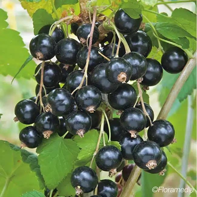 CASEILLES 'Josta' - ribes nidigrolaria - Photo 3