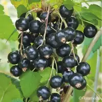 CASEILLES 'Josta' - ribes nidigrolaria - Photo 3