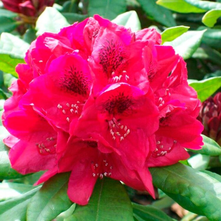 RHODODENDRON 'LORD ROBERTS' / Rhododendron 'Lord Roberts' - Photo 2