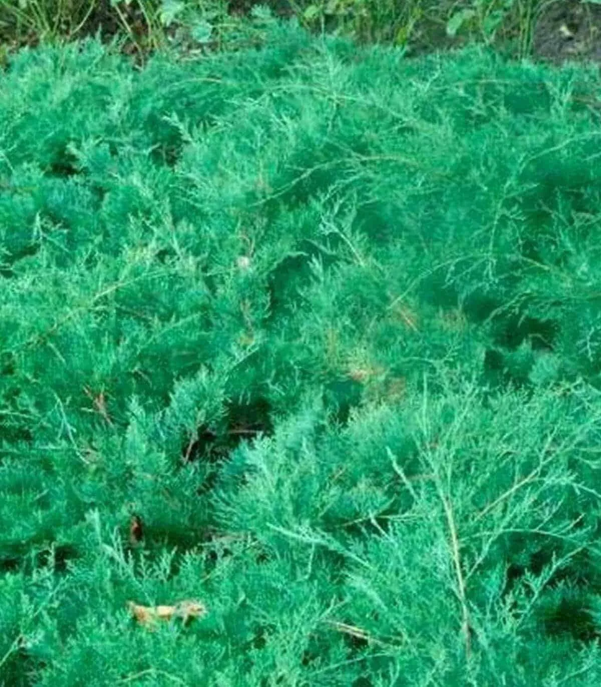 JUNIPERUS virginiana ‘Grey Owl’  / Genévrier de Virginie 'Grey Owl'
