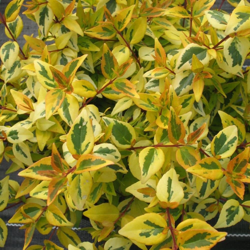 ABELIA x grandiflora ‘Kaléidoscope ®’ / Abélia à grandes fleurs 'Kaleidoscope - Photo 2