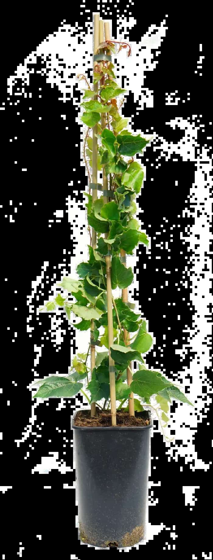 Vigne vierge japonaise 'Veitchii Robusta' - parthenocissus - Photo 3