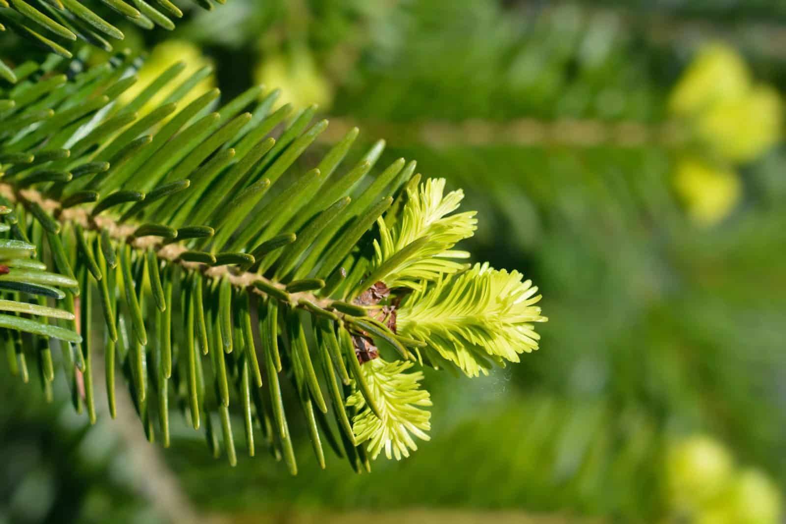 ABIES nordmanniana / Sapin de Nordmann - Photo 4