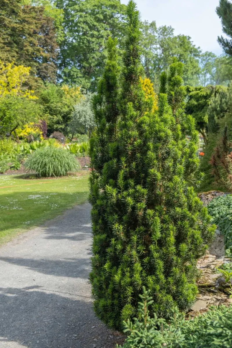 TAXUS baccata ‘Fastigiata’ / If d'Irlande - Photo 1